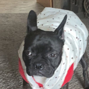 Meet your Posher, Lilly